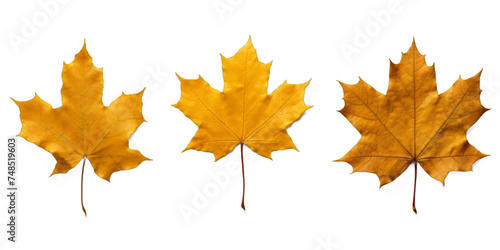  Collection of amber-colored maple leaves isolated on a transparent background   png file