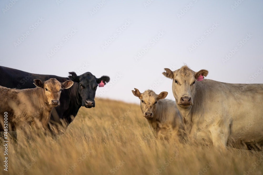 cows and calfs grazing on dry tall grass on a hill in summer in australia. beautiful fat herd of cattle on an agricultural farm in an australian in summer cows and calfs grazing on dry tall grass on a hill in summer in australia. beautiful fat herd of cattle on an agricultural farm in an australian in summer