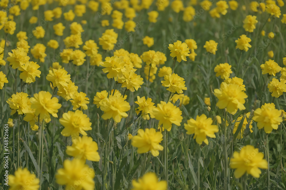 field of yellow flowers generative ai