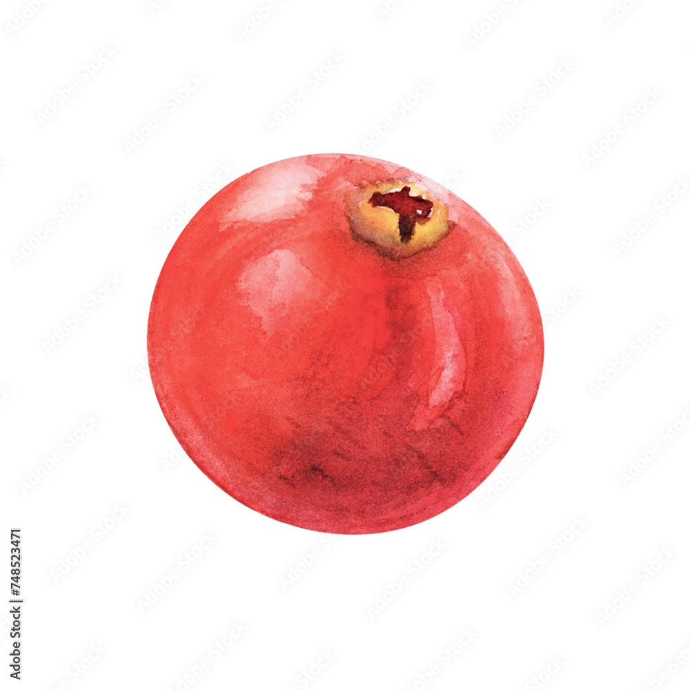 Cranberry berry pomegranate watercolor drawing. Juicy delisious cowberry fruit summer illustration. Sweet sour vitamin aquarelle picture isolated on white background Cranberry berry pomegranate watercolor drawing. Juicy delisious cowberry fruit summer illustration. Sweet sour vitamin aquarelle picture isolated on white background