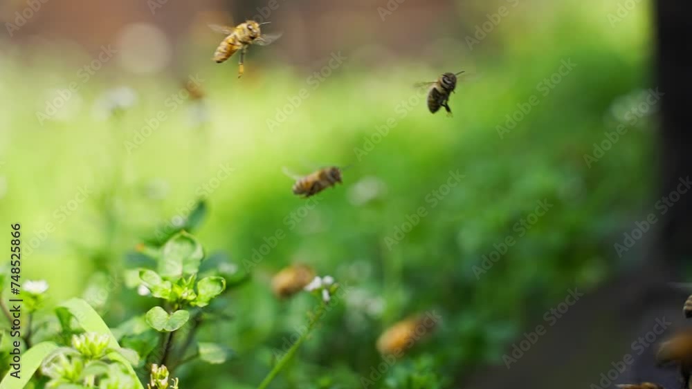 slow motion of honey bees flying around in sunshine spring nature field with blooming grass flowers slow motion of honey bees flying around in sunshine spring nature field with blooming grass flowers