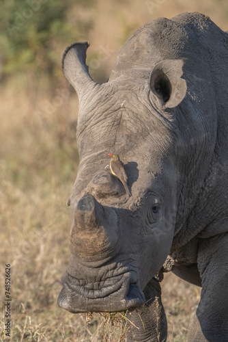 Closeup of a White Rhino with Red-billed Oxpeckers sitting on its face, Greater Kruger.