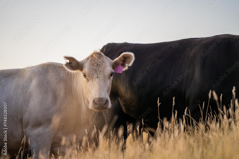 cows and calfs grazing on dry tall grass on a hill in summer in australia. beautiful fat herd of cattle on an agricultural farm in an australian in summer cows and calfs grazing on dry tall grass on a hill in summer in australia. beautiful fat herd of cattle on an agricultural farm in an australian in summer