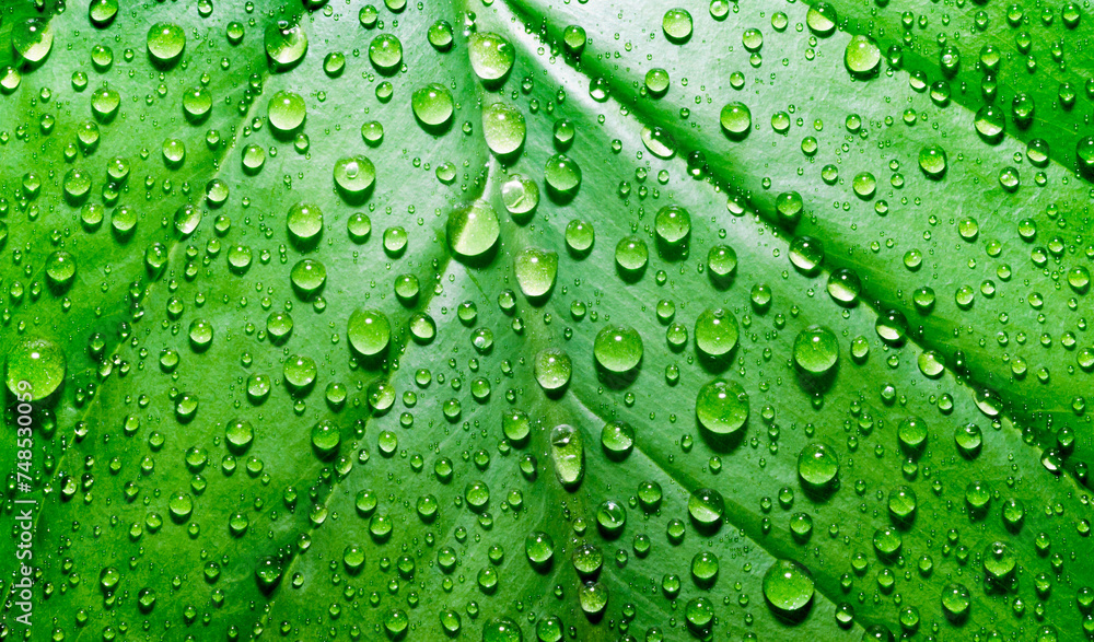 green leaf of a plant with dew drops close up green leaf of a plant with dew drops close up