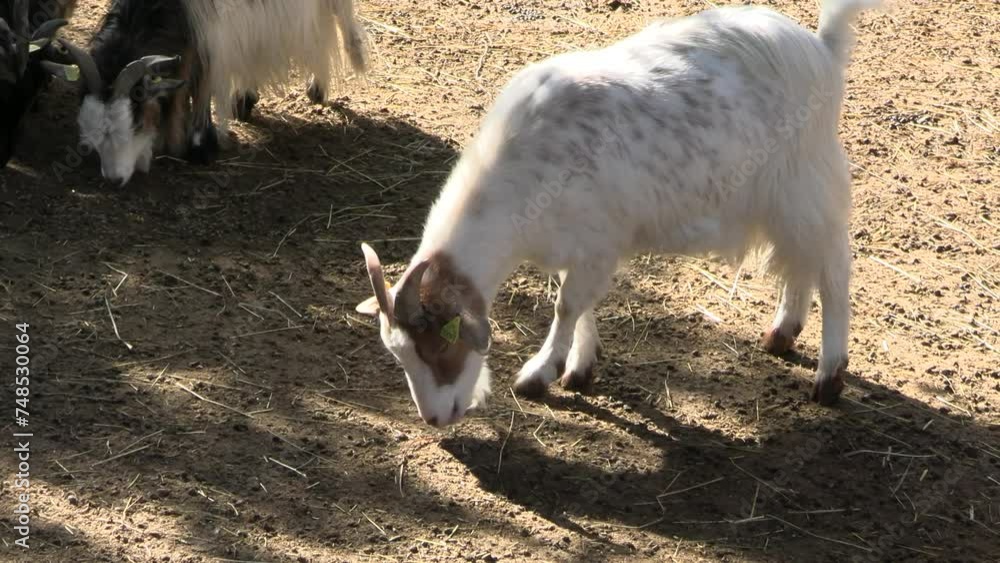 plusieurs chèvres dans un enclos d'un parc animalier plusieurs chèvres dans un enclos d'un parc animalier