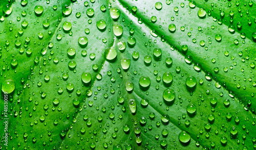 green leaf of a plant with dew drops close up