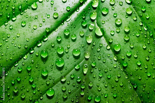 green leaf of a plant with dew drops close up