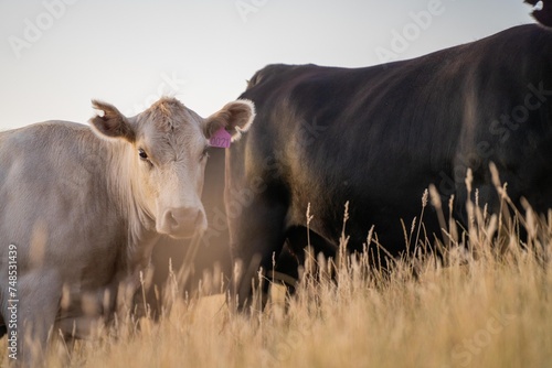 beautiful cattle in Australia  eating grass  grazing on pasture. Herd of cows free range beef being regenerative raised on an agricultural farm. Sustainable farming of food crops. Cow in field