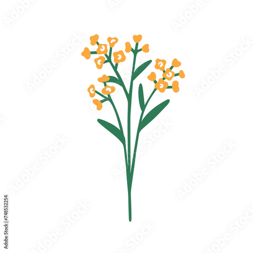 Floral branch. Spring flower twig. Fragile delicate field bloom. Meadow herbs, herbal sprig. Beautiful gentle simple flora. Botanical natural flat vector illustration isolated on white background © Good Studio