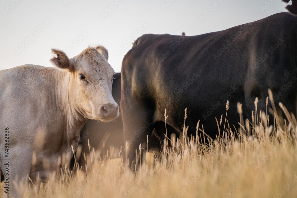 Portrait of Cows in a field grazing. Regenerative agriculture farm storing co2 in the soil with carbon sequestration. tall long pasture in a paddock on a farm in australia in a drought Portrait of Cows in a field grazing. Regenerative agriculture farm storing co2 in the soil with carbon sequestration. tall long pasture in a paddock on a farm in australia in a drought