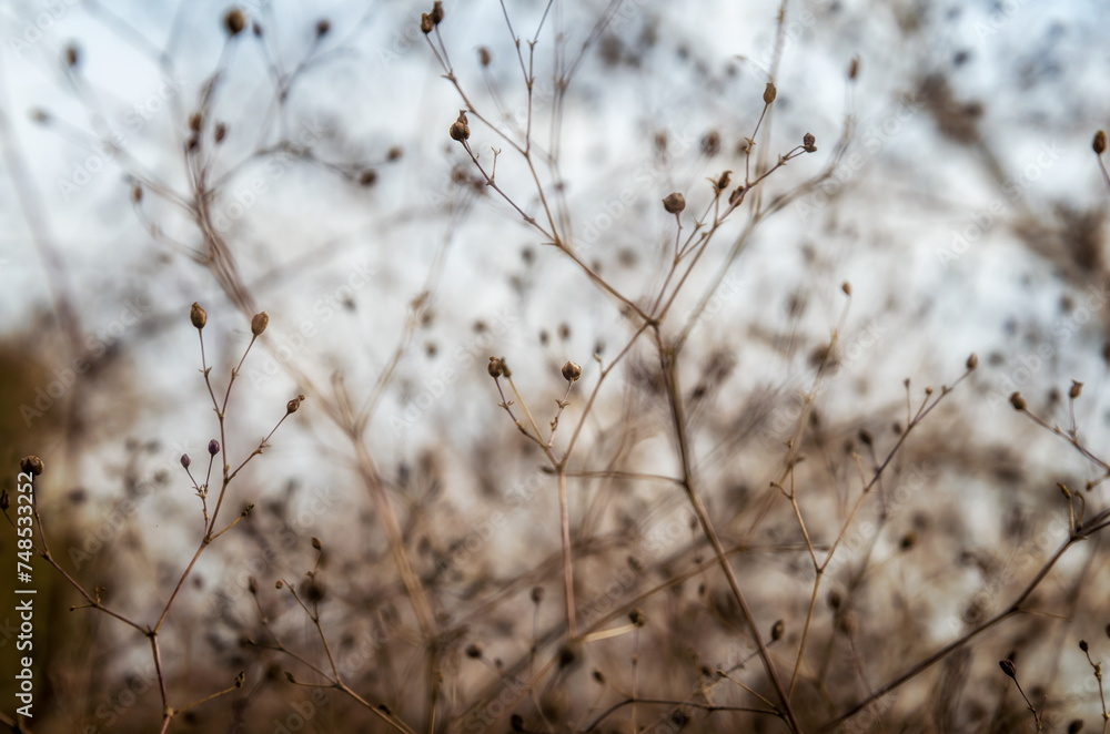 dry bush branches close up dry bush branches close up