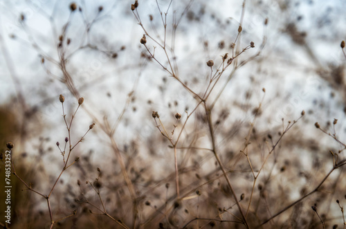 dry bush branches close up © Sofiia