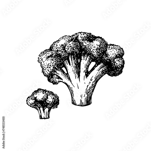 Hand drawn sketch vegetable broccoli. Eco food.Vector vintage black and white illustration (ID: 748533400)