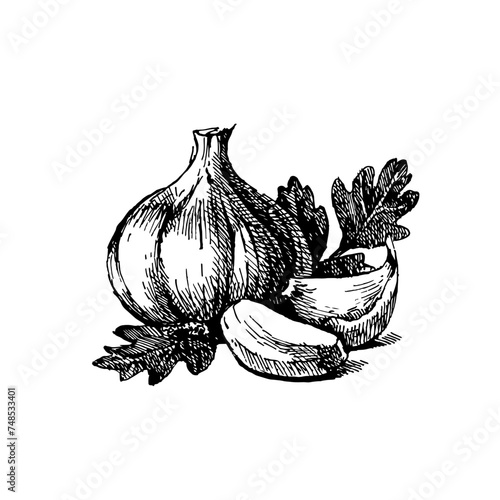 Hand drawn sketch vegetable garlic. Eco food. Vector vintage black and white illustration (ID: 748533401)