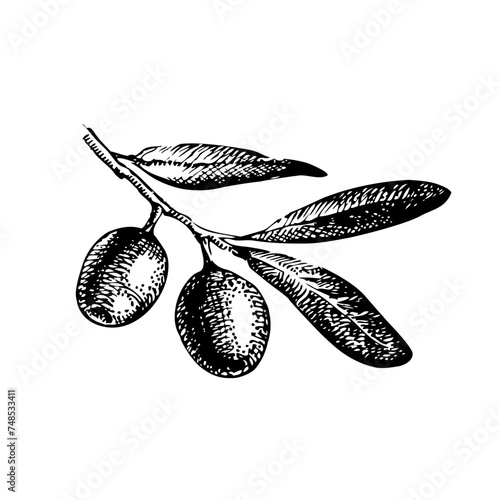 Hand drawn sketch vegetable fruit olive. Eco food. Vector vintage black and white illustration (ID: 748533411)