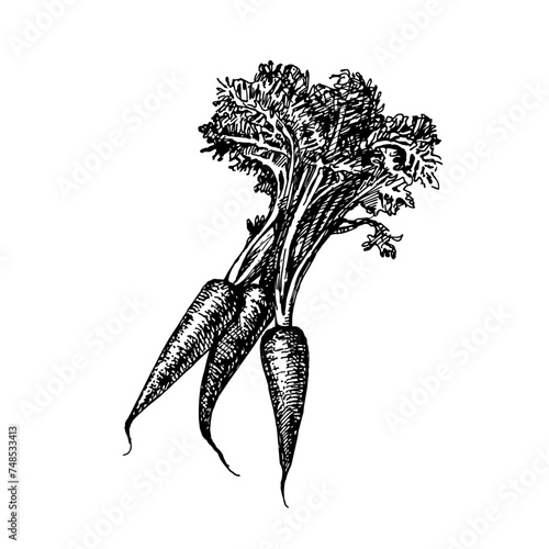 Hand drawn sketch vegetable carrot. Eco food. Vector vintage black and white illustration (ID: 748533413)