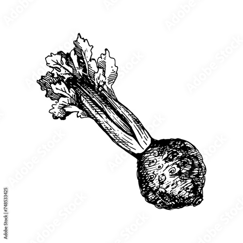Hand drawn sketch vegetable celery root. Eco food.Vector vintage black and white illustration (ID: 748533425)
