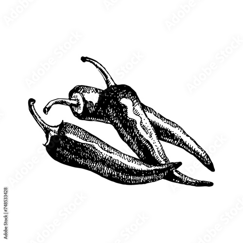 Hand drawn sketch vegetable chilli pepper. Eco food.Vector vintage black and white illustration (ID: 748533428)