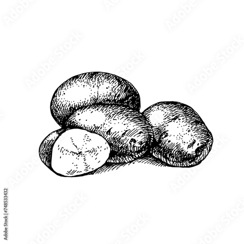 Hand drawn sketch vegetable potatoes. Eco food.Vector vintage black and white illustration (ID: 748533432)