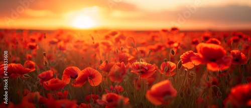 A breathtaking field of vibrant red poppies under the golden glow of a spring sunset