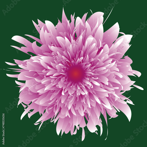 Beautiful flower, close up. The plant has a blossoming bud, which consists of a large number of petals growing from the center of the flower. The illustration can be used as decoration.