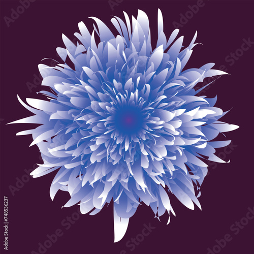 Beautiful flower, close up. The plant has a blossoming bud, which consists of a large number of petals growing from the center of the flower. The illustration can be used as decoration.