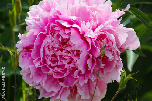 Beautiful flower in bloom in a garden photographed in the small town of Haines  Alaska