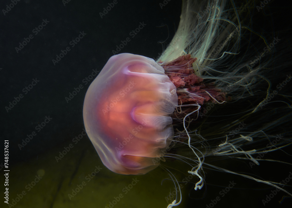 Red jellyfish (Cyanea capilata) swimming above the bottom. underwaterphotography, White sea, northern ocean Red jellyfish (Cyanea capilata) swimming above the bottom. underwaterphotography, White sea, northern ocean