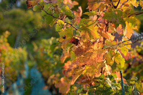 The colors of autumn: colorful vine leaves in the evening sun.