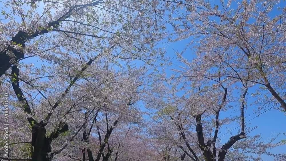 Cherry blossom walkway in Hirosaki Park in Hirosaki city of Japan. Cherry blossom walkway in Hirosaki Park in Hirosaki city of Japan.