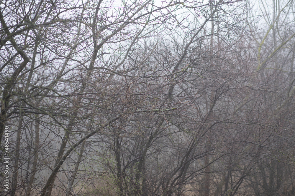 Tree branches in the fog, pre-winter. Graphic images. Tree branches in the fog, pre-winter. Graphic images.