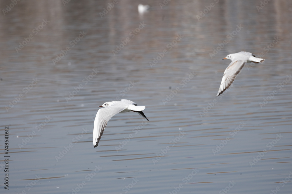 bird, seagull, gull, flying, sea, 