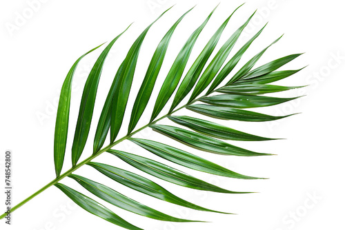Tropical green palm leaf on white background PNG