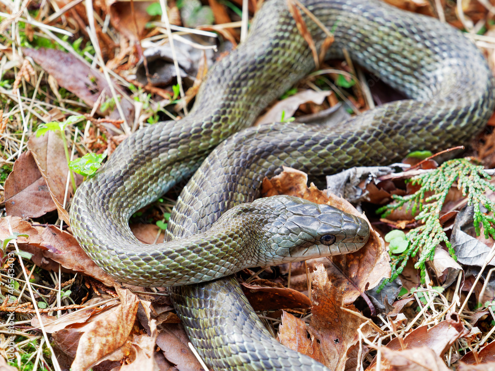 Obraz premium アオダイショウ