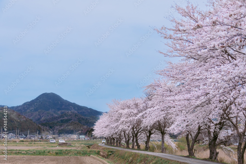 Cherry blossom scenery in the Japanese countryside Cherry blossom scenery in the Japanese countryside
