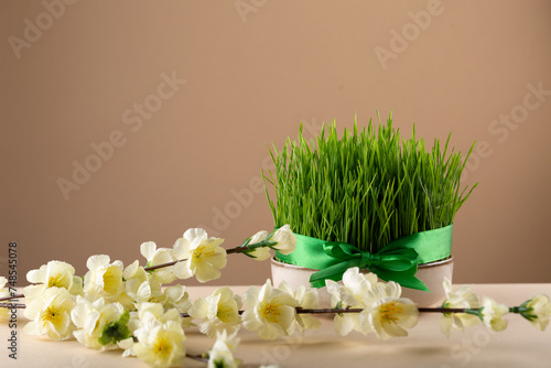 Novruz table setting with green samani wheat grass with satin ribbon and blooming flowers, spring or new year celebration in Azerbaijan, copy space