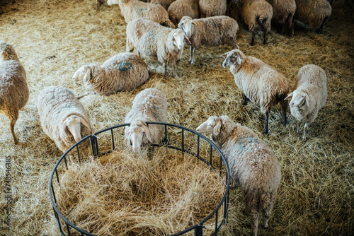 sheeps standing at sheeplot inside farm
 photo