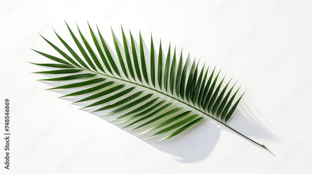 Fototapeta premium Palm tree with tropical leaves on a white background with a place to copy text, an even layer of green tropical leaves. The concept of recreation, tourism, and sea travel.