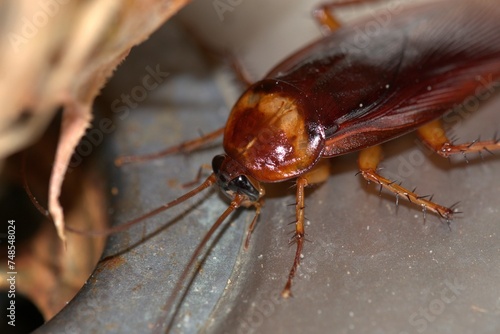 Cockroach close up