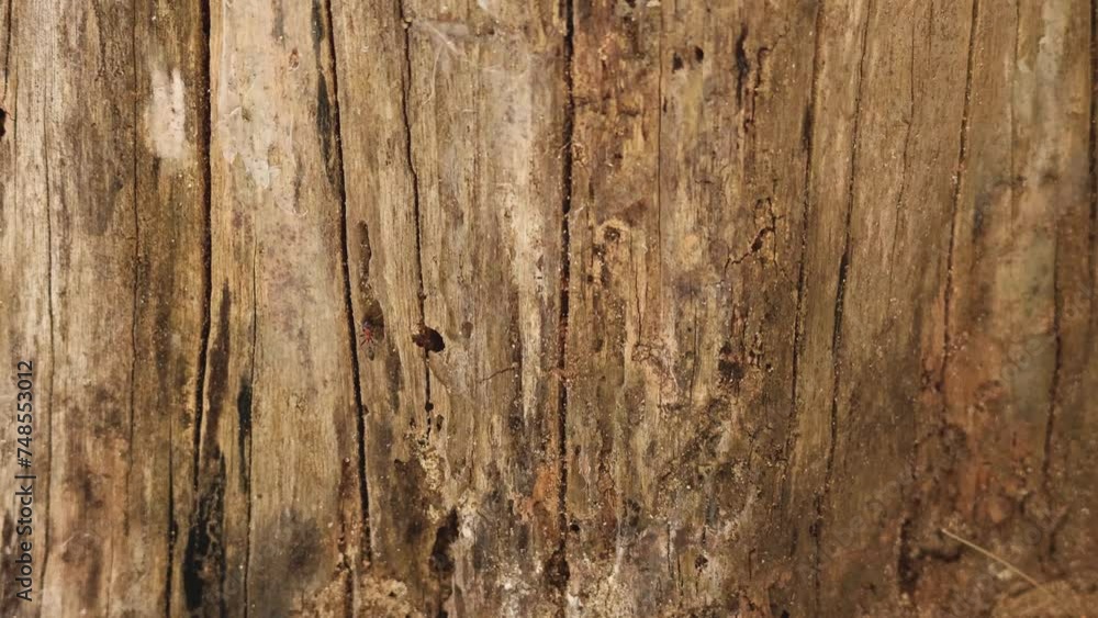 Time-Lapse of Wood Aging Process Time-Lapse of Wood Aging Process