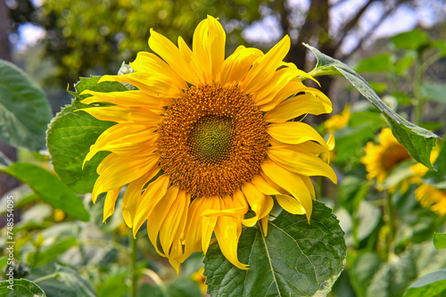 Sunflowers in the field