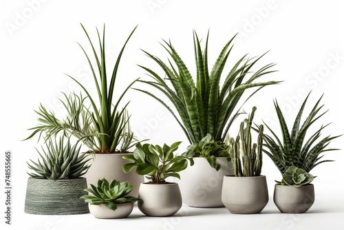 Collection of beautiful plants in ceramic pots isolated on white background