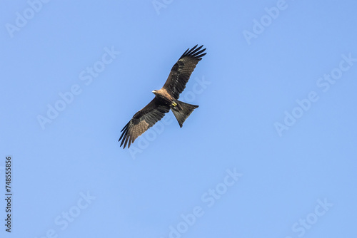 Beautiful soaring or gliding of black eared kite, winter visitor in Thailand