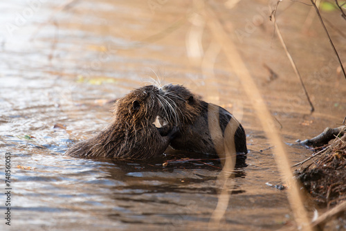 Nutria, coypu herbivorous, semiaquatic rodent member of the family Myocastoridae on the riverbed, baby animals, habintant wetlands, river rat photo