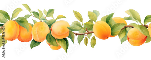 Watercolor background banner of apricots isolated on a white background as transparent PNG