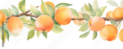 Watercolor background banner of apricots isolated on a white background as transparent PNG