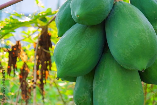  Close-up of a cluster of ripe papayas with a textured surface, nestled amongst greenery.