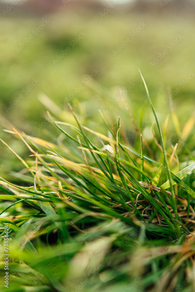 A macro shot captures the intricate beauty of grass, each blade a testament to nature's delicate complexity and the understated elegance of the natural world A macro shot captures the intricate beauty of grass, each blade a testament to nature's delicate complexity and the understated elegance of the natural world