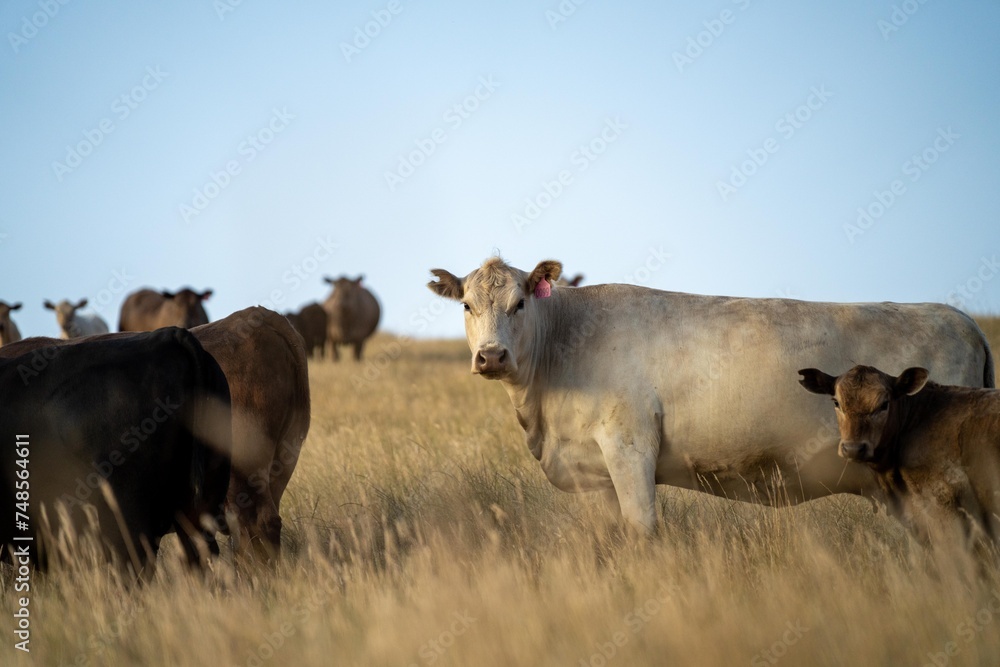 cows and calfs grazing on dry tall grass on a hill in summer in australia. beautiful fat herd of cattle on an agricultural farm in an australian in summer cows and calfs grazing on dry tall grass on a hill in summer in australia. beautiful fat herd of cattle on an agricultural farm in an australian in summer
