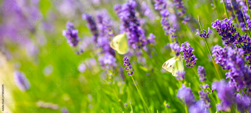 Butterflies on spring lavender flowers under sunlight. Beautiful landscape of nature with a panoramic view. Hi spring. long banner